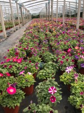 種養(yǎng)結(jié)合循環(huán)農(nóng)業(yè)建設(shè)是轉(zhuǎn)變農(nóng)業(yè)發(fā)展方式的需要